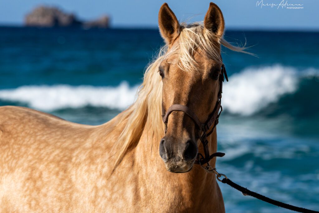 Horse in Mallorca