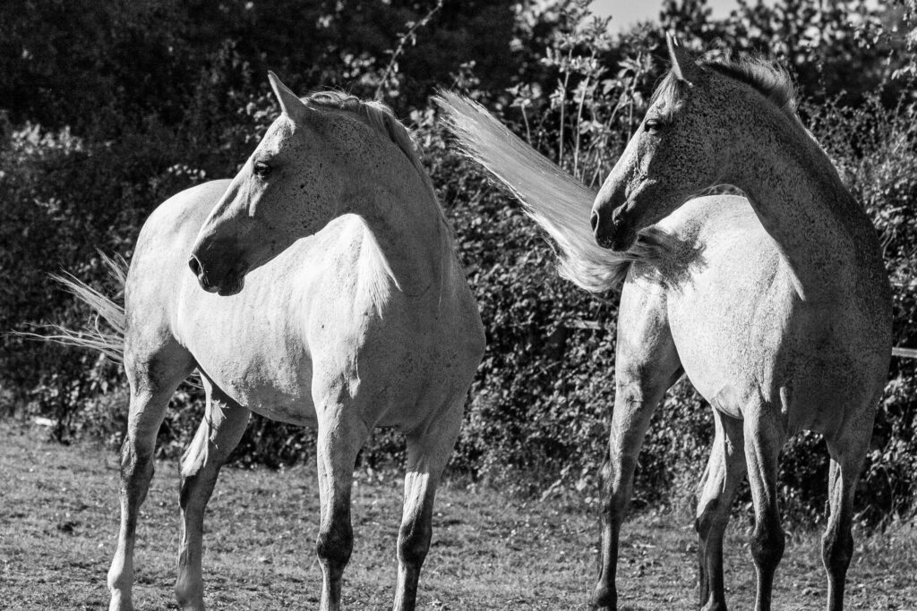 Horses in black and white
