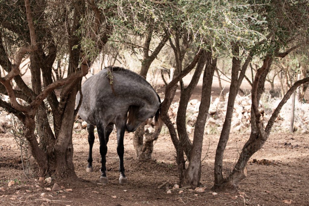 Horse amongst trees