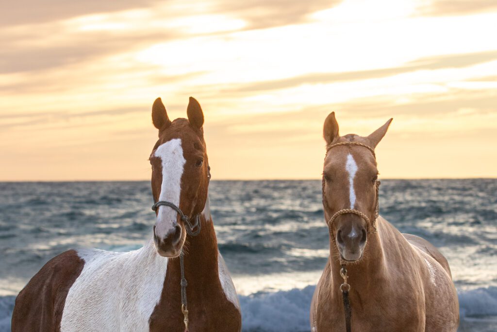 Horses by the sea