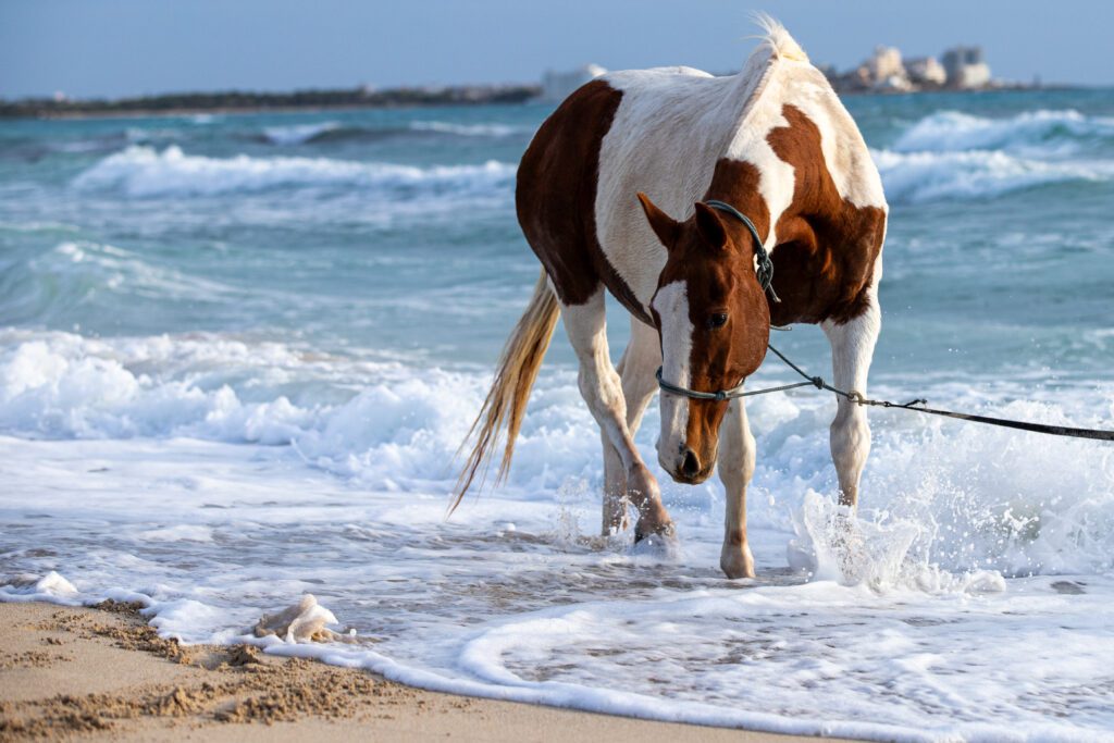 Brown and white horse fascinated by the sea