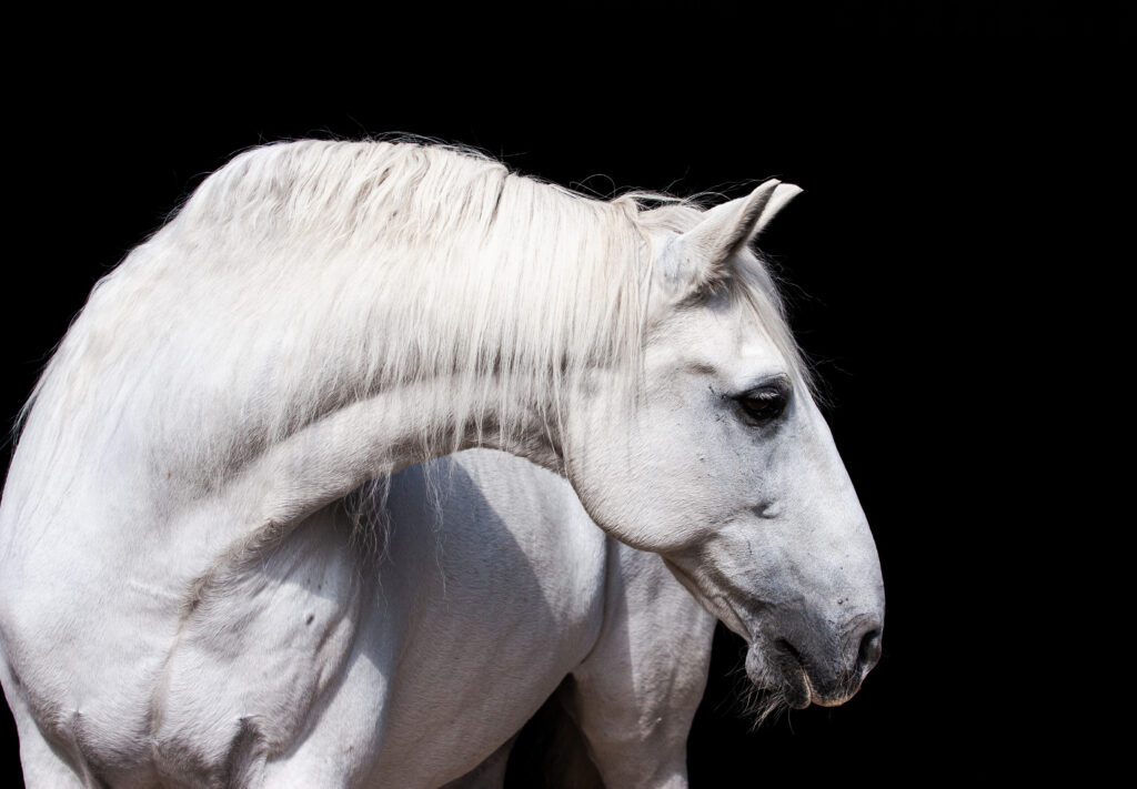 Beautiful white horse in artistic pose