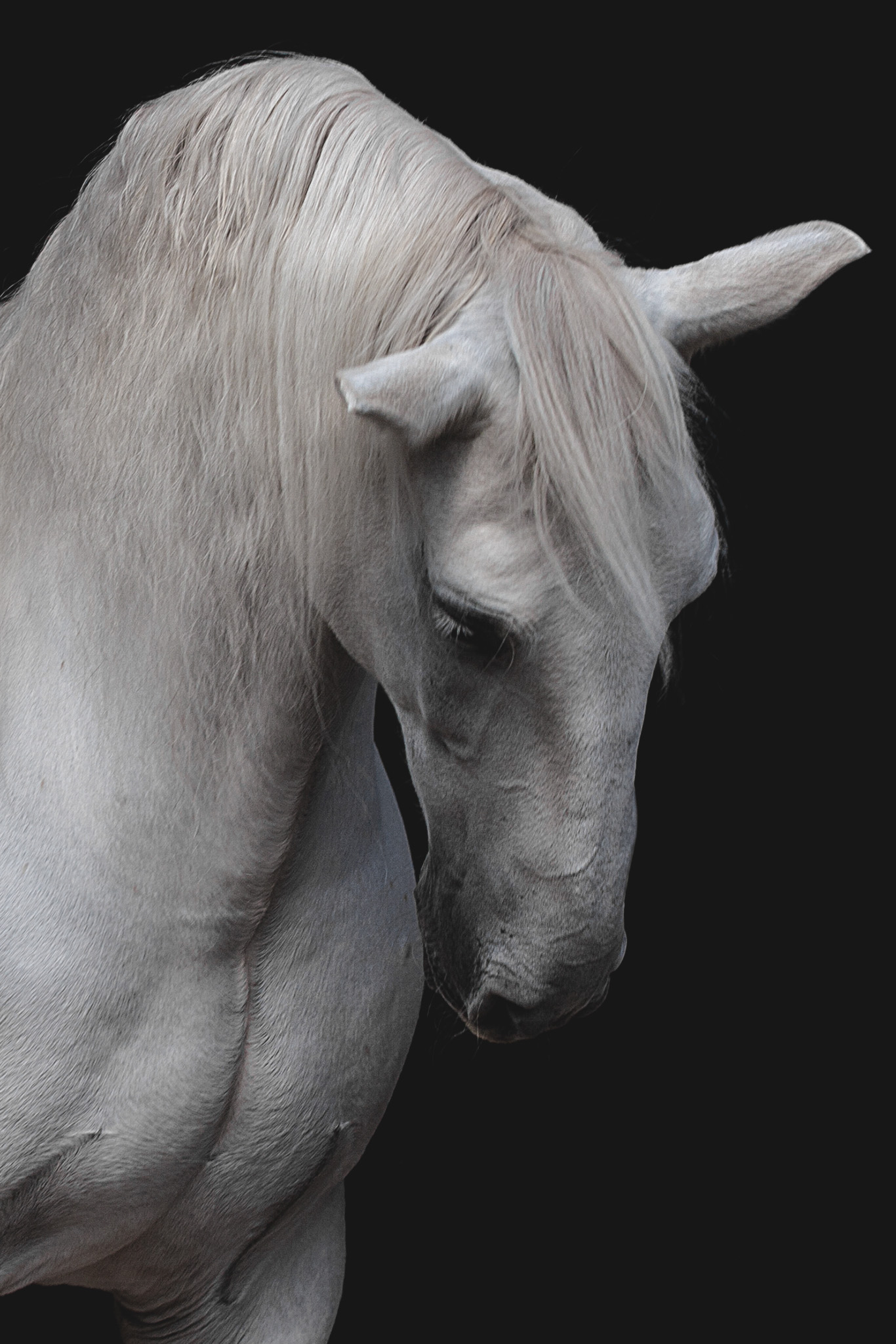 Beautiful equine photography by Marisa