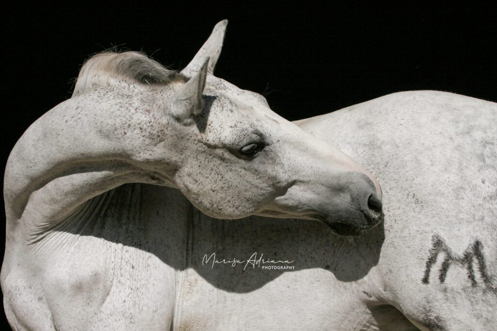 White horse artistic pose