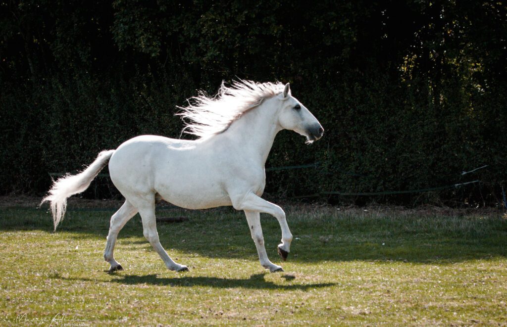 White horse running in field