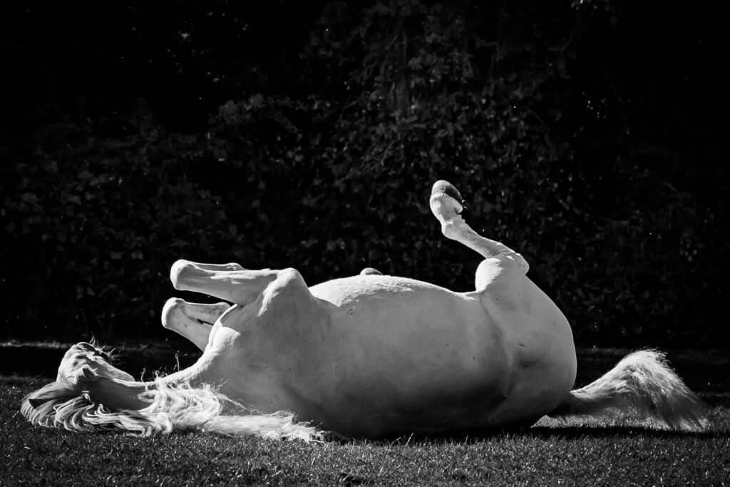 White horse rolling in grass