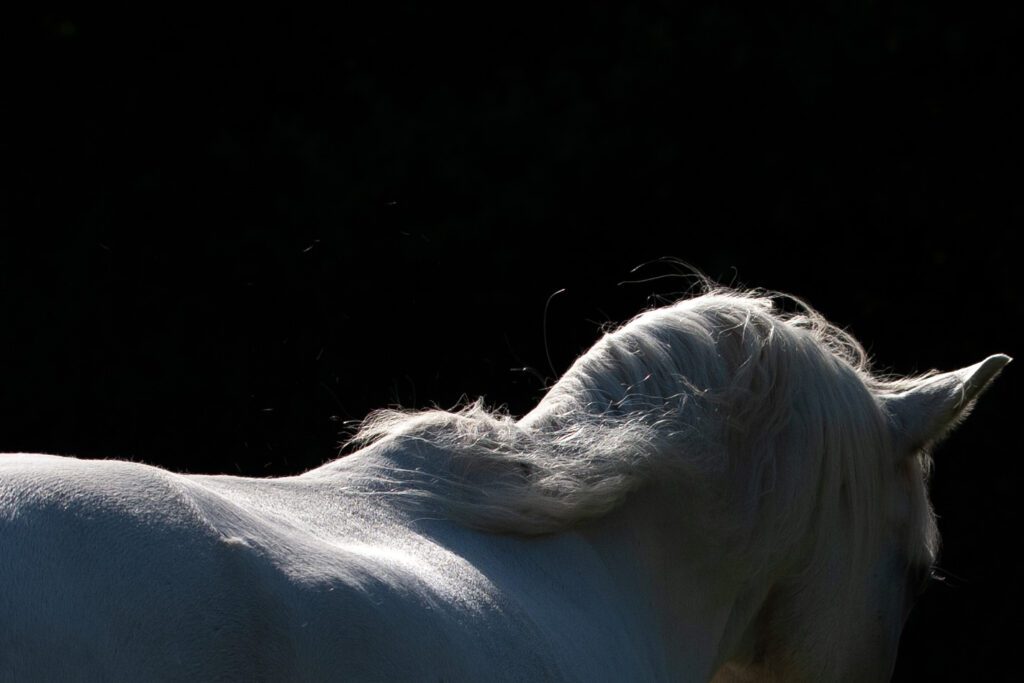 White horse artistic pose