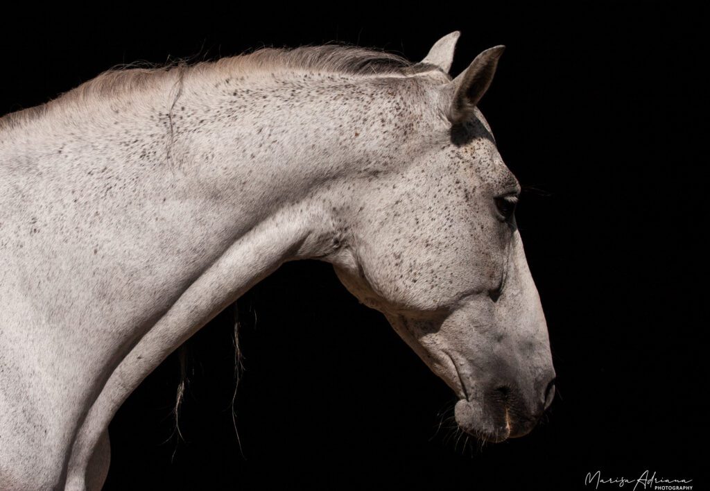 White horse artistic pose