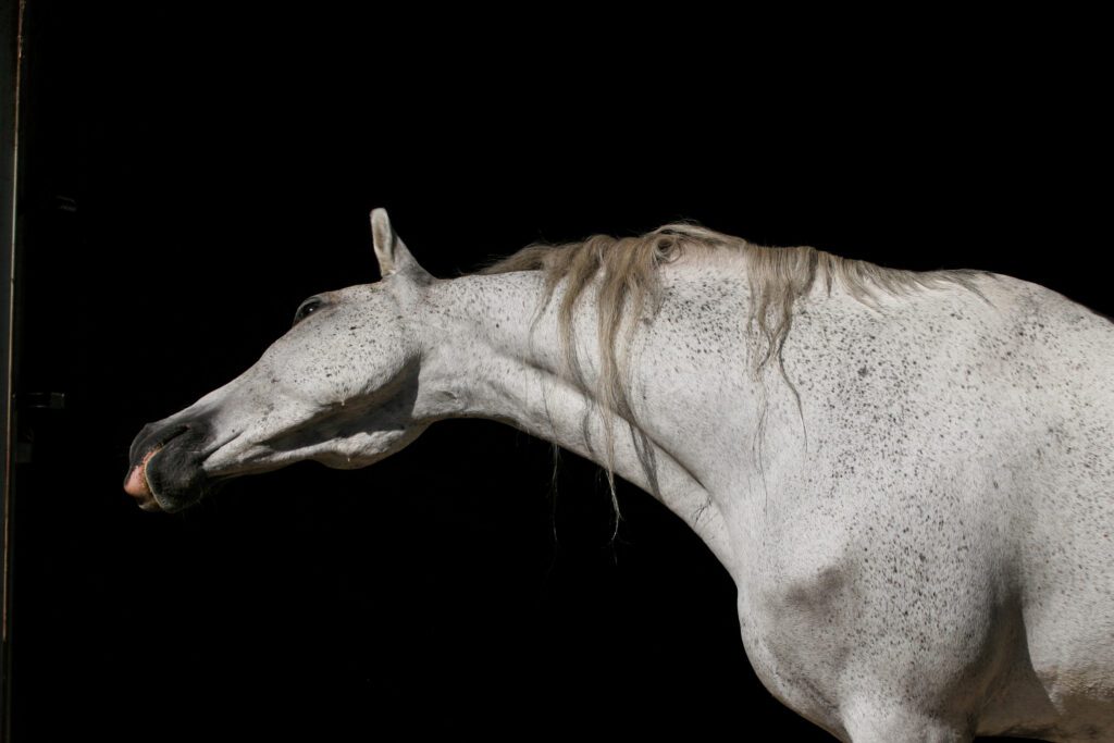 White horse artistic pose