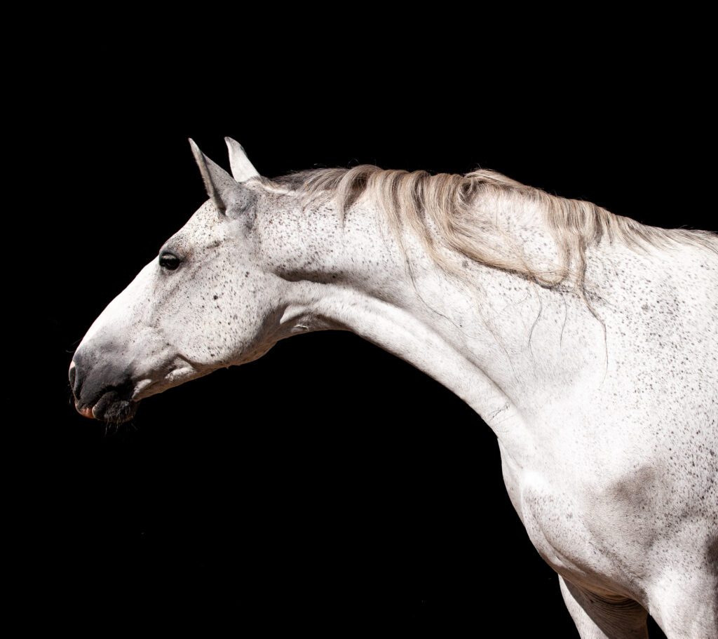 White horse artistic pose