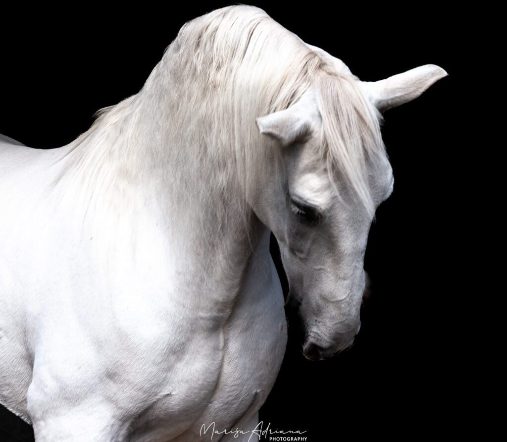 White horse artistic pose