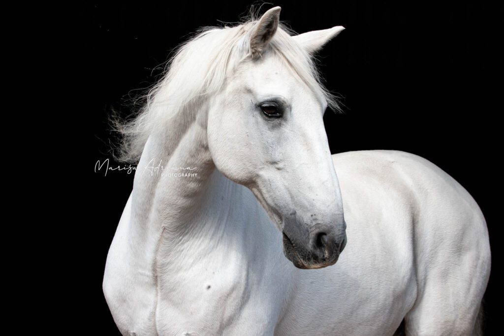 White horse artistic pose