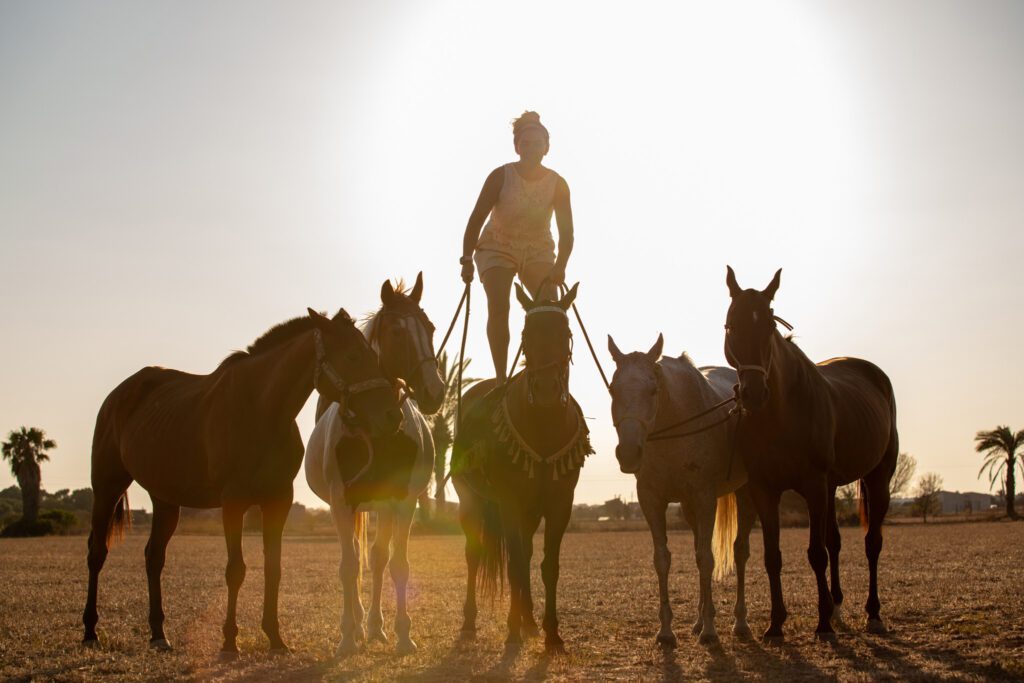 silhouette girl standing on horse with group of horses