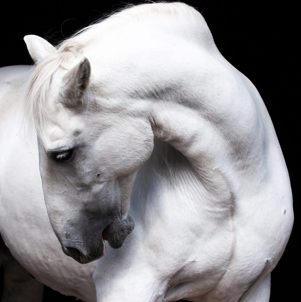 white Spanish horse headshot