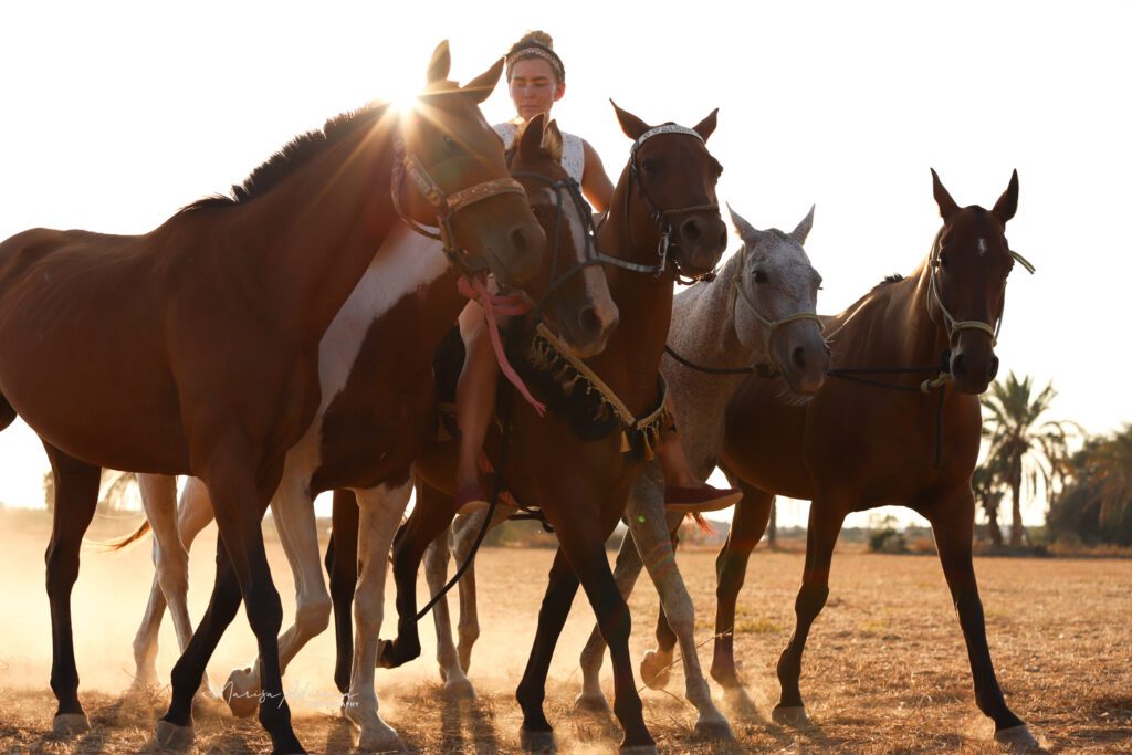 girl polo ponies sunset