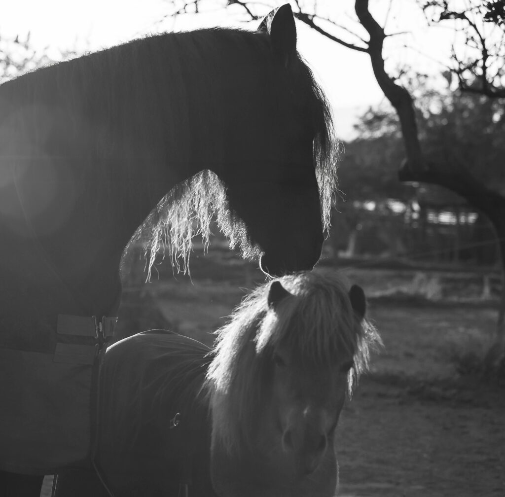 horse and pony