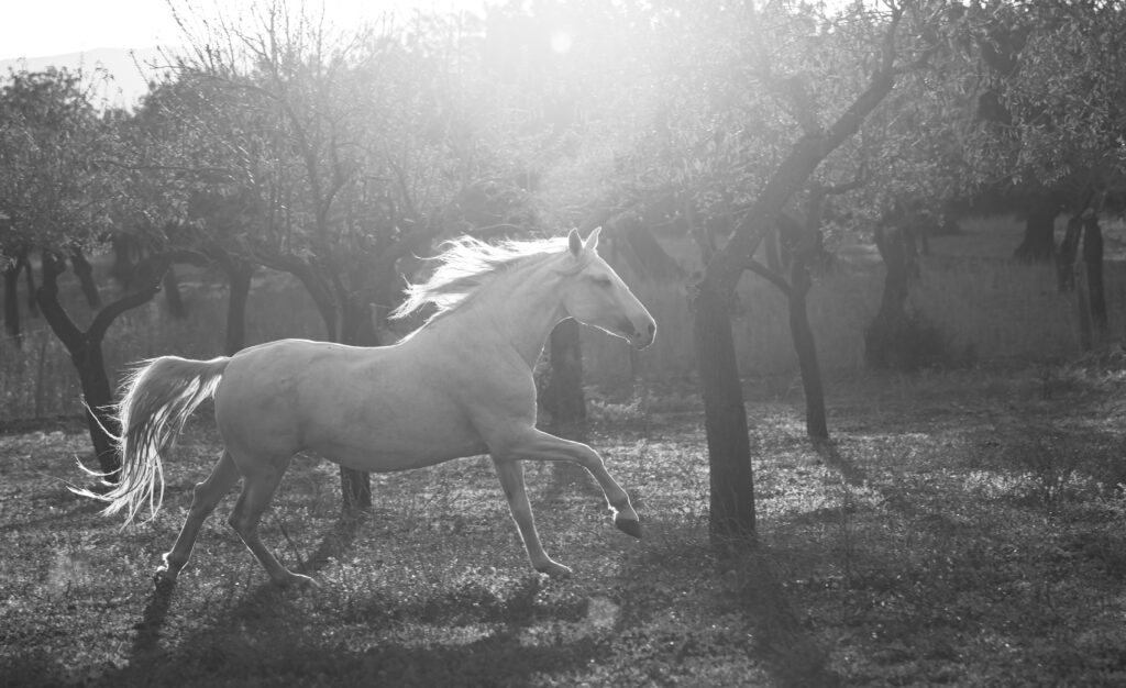 white horse running black and white photo